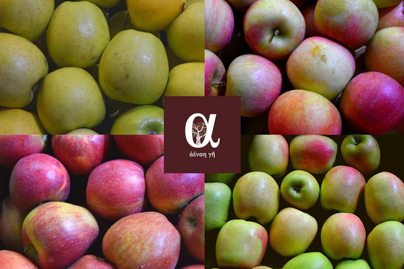 Μήλα: Από το κλαδί στο οπωροπαντοπωλείο «Αέναη γη» 